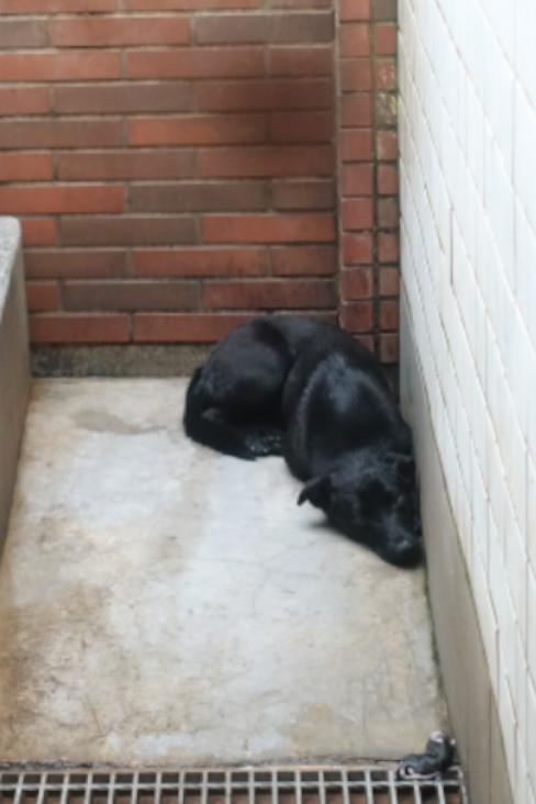 宜蘭縣待認養狗 混種犬