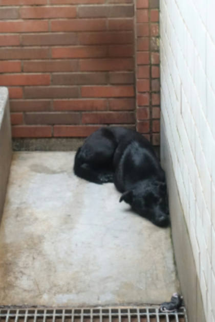 宜蘭縣待認養狗｜混種犬｜黑色｜母