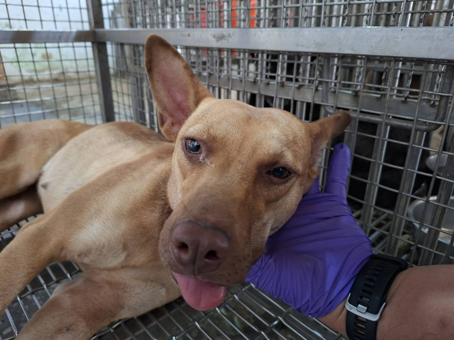 台南市待認養狗 混種犬