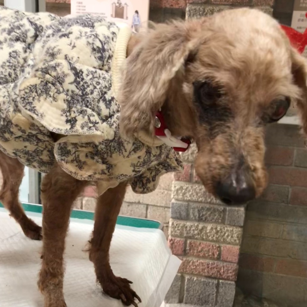 台南市待認養狗 貴賓犬