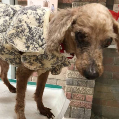 台南市待認養狗｜貴賓犬｜棕色｜母