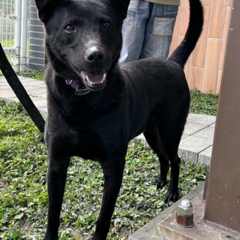 新北市待認養狗 混種犬