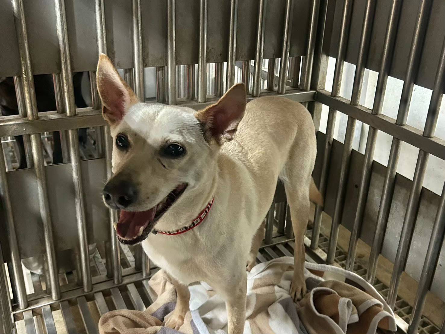 新北市待認養狗 混種犬