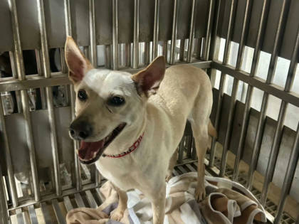 新北市待認養狗｜混種犬｜白色｜母