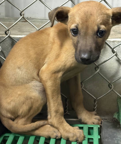 台東縣待認養狗｜混種犬｜黃色｜母