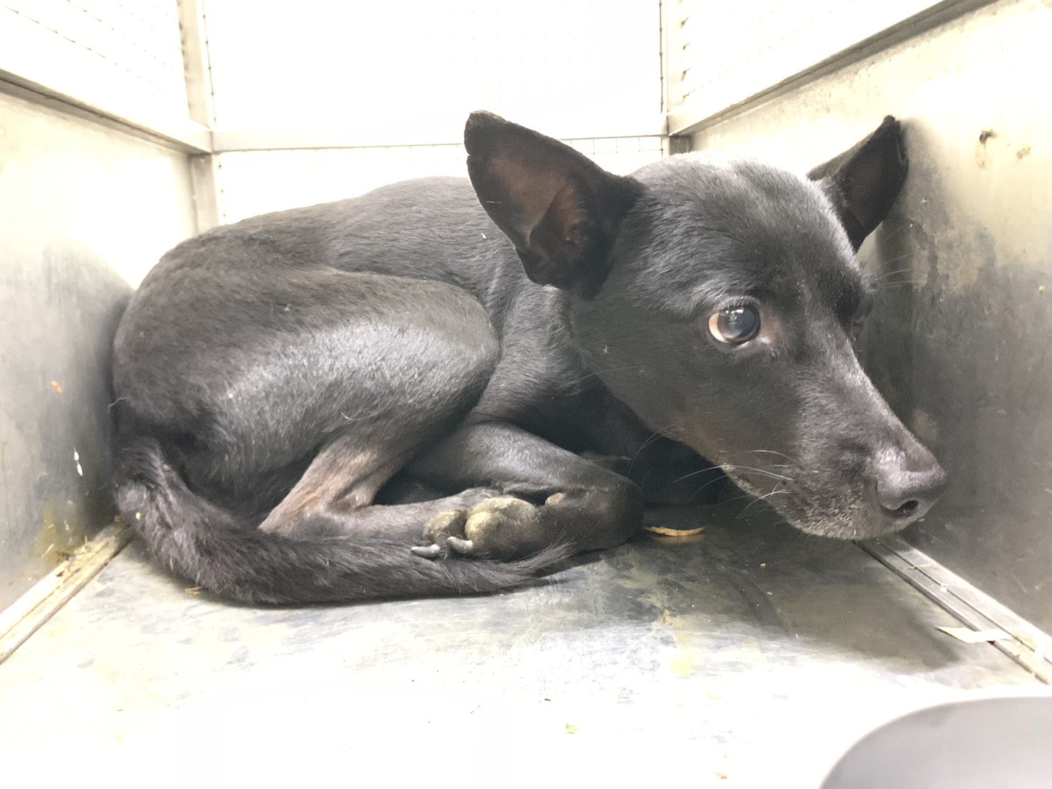 台北市待認養狗 混種犬