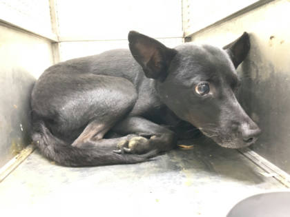 台北市待認養狗｜混種犬｜黑色｜公