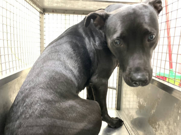 台北市待認養狗 混種犬