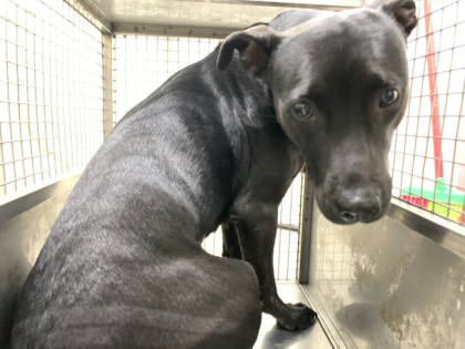 台北市待認養狗｜混種犬｜黑白色｜母