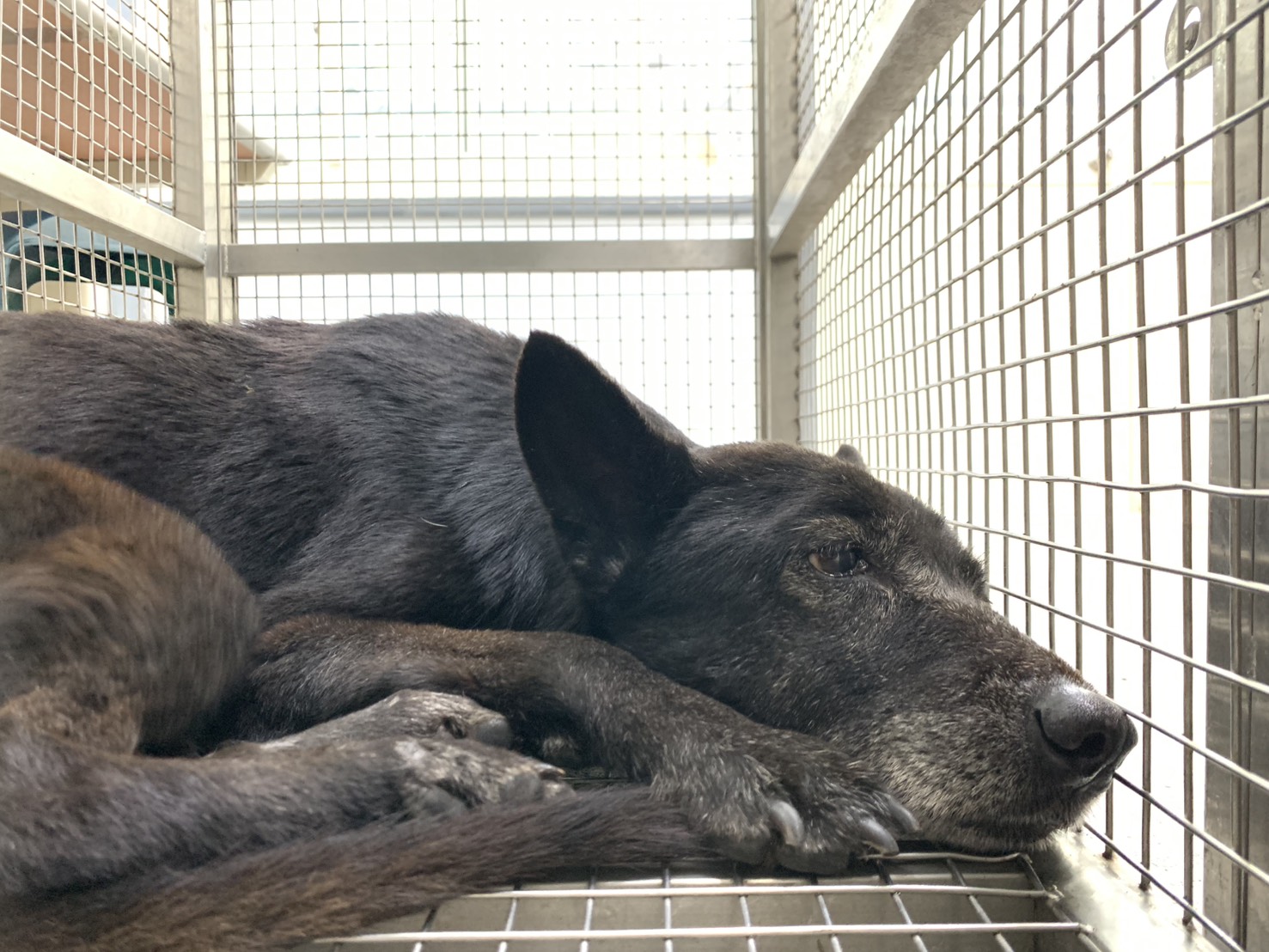 台北市待認養狗 混種犬