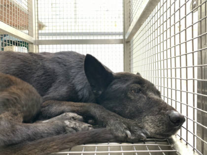 台北市待認養狗｜混種犬｜黑色｜母