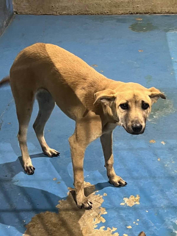 苗栗縣待認養狗 混種犬