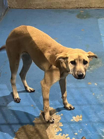 苗栗縣待認養狗｜混種犬｜棕色｜母
