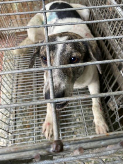 台南市待認養狗｜混種犬｜黑白色｜公