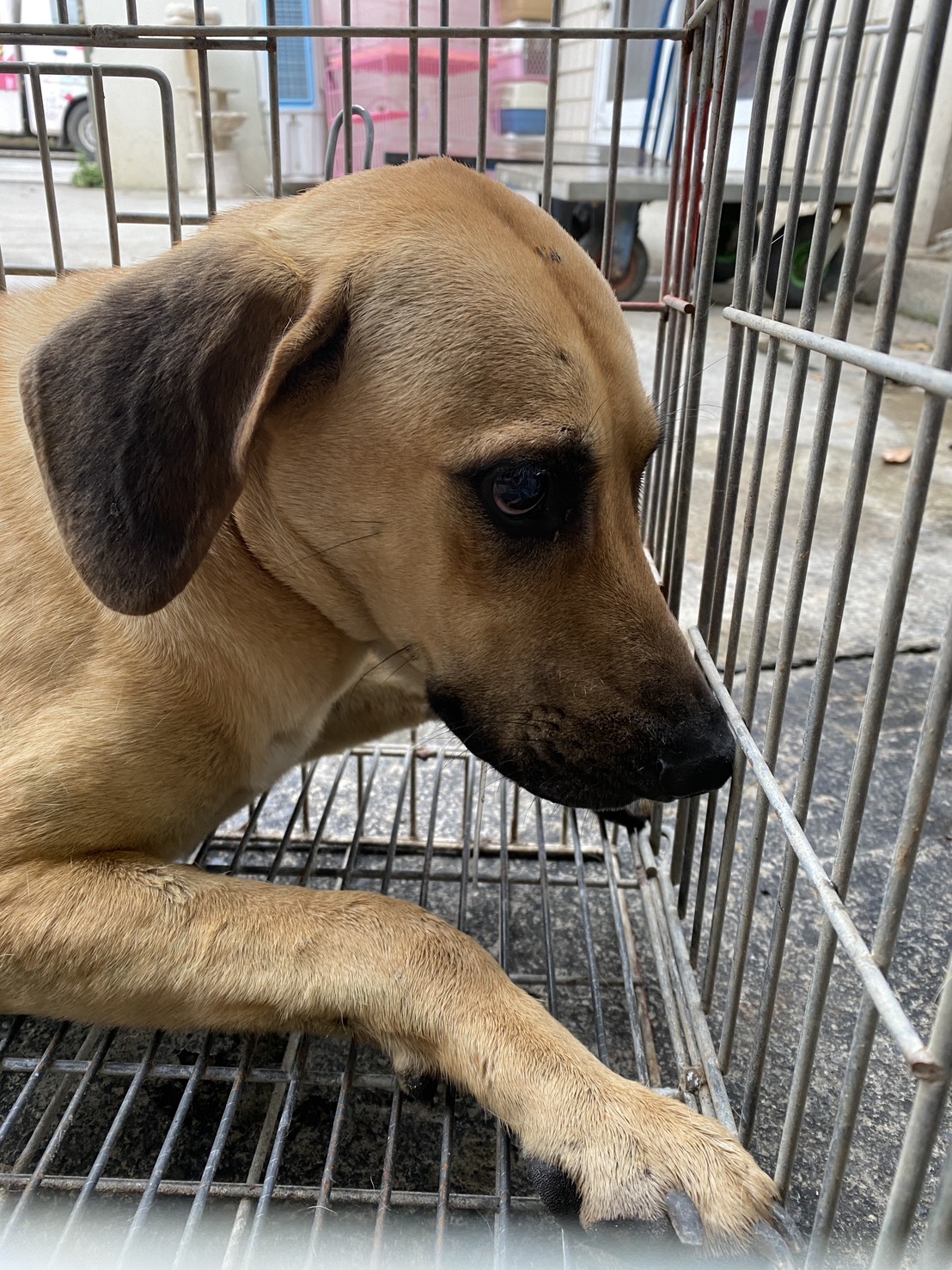 台南市待認養狗 混種犬