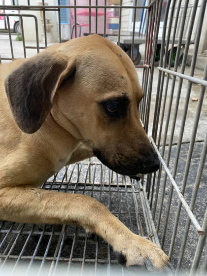 台南市待認養狗｜混種犬｜黃色｜公