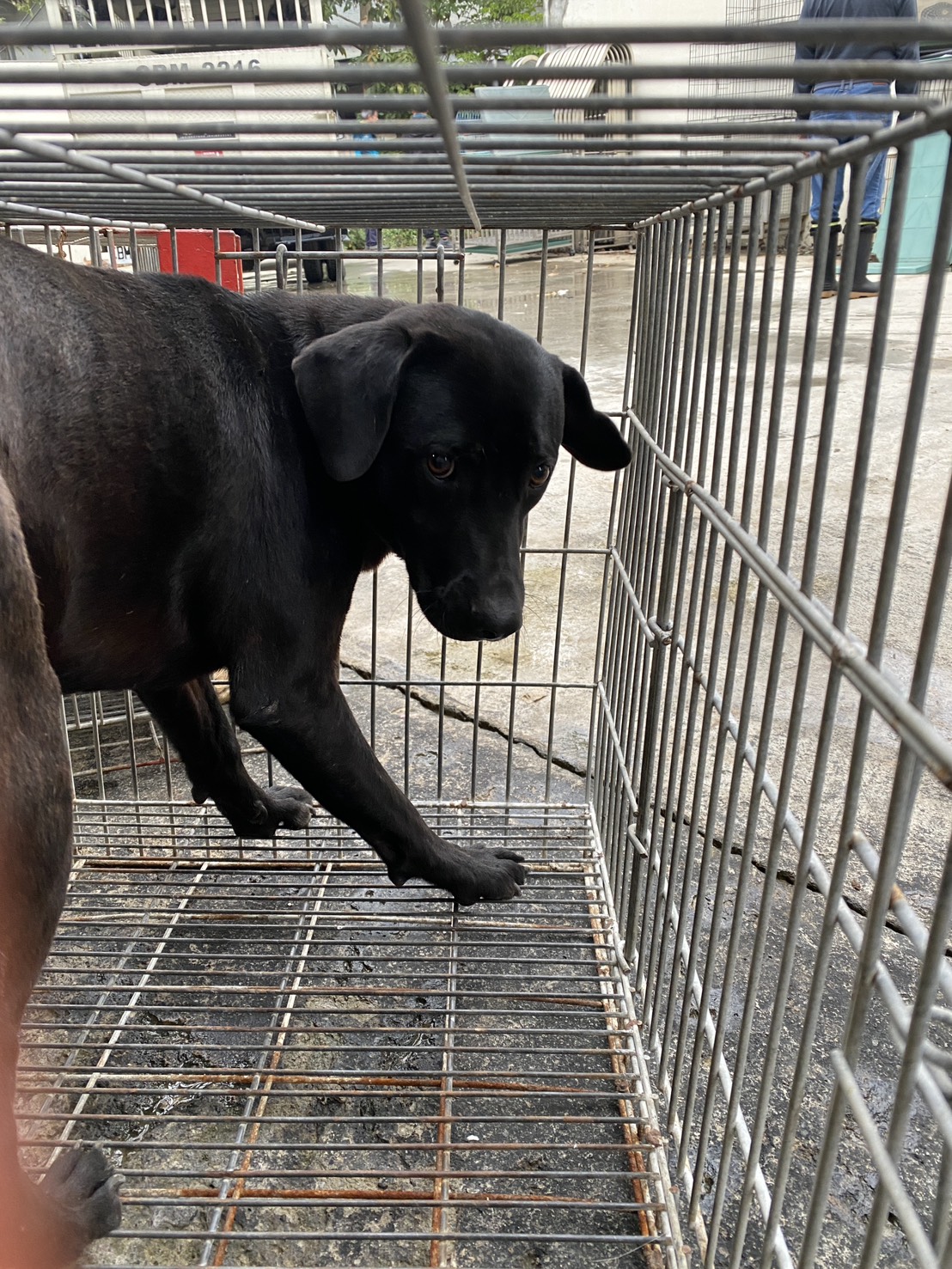 台南市待認養狗 混種犬