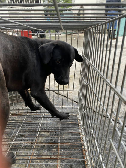 台南市待認養狗｜混種犬｜黑色｜公