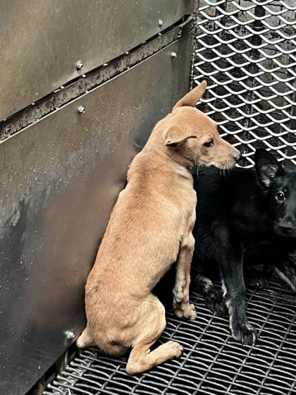 彰化縣待認養狗｜混種犬｜黃色｜公