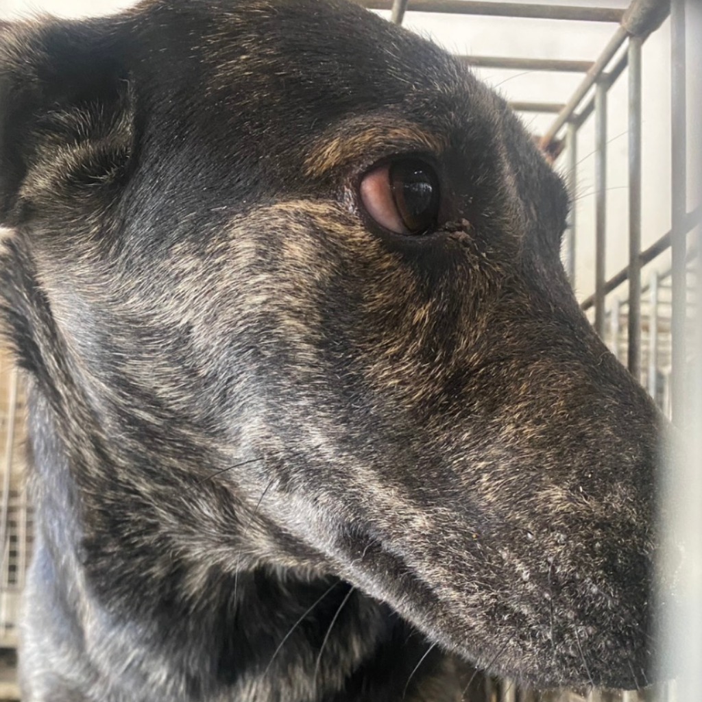 台南市待認養狗 混種犬