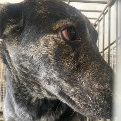 台南市待認養狗｜混種犬｜虎斑色｜公