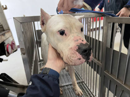 桃園市待認養狗｜阿根廷杜告犬｜白色｜母