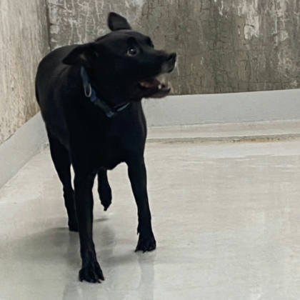 基隆市待認養狗｜混種犬｜黑色｜母