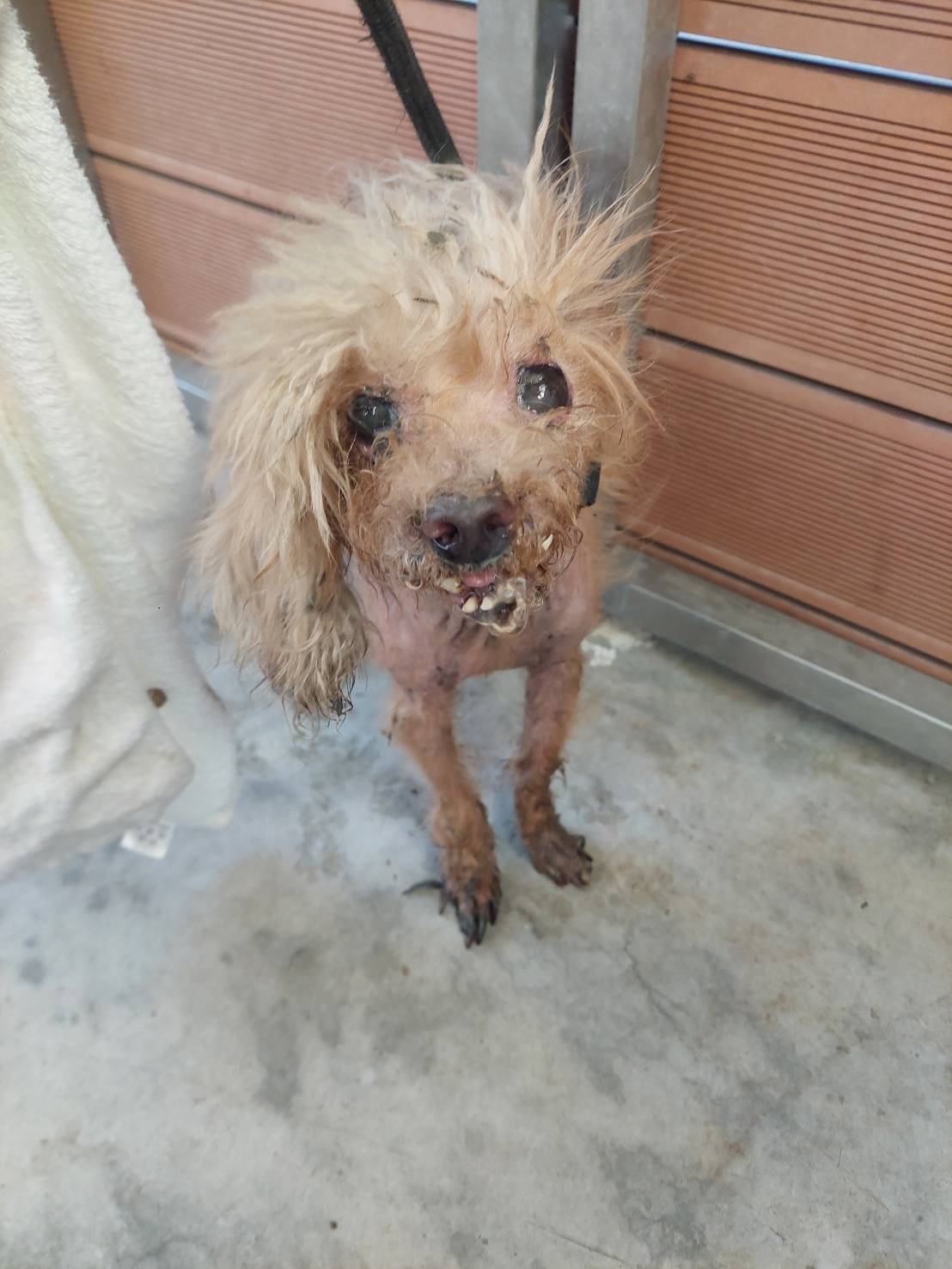 新北市待認養狗 貴賓犬