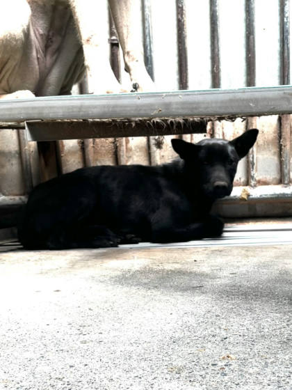 彰化縣待認養狗｜混種犬｜黑色｜母
