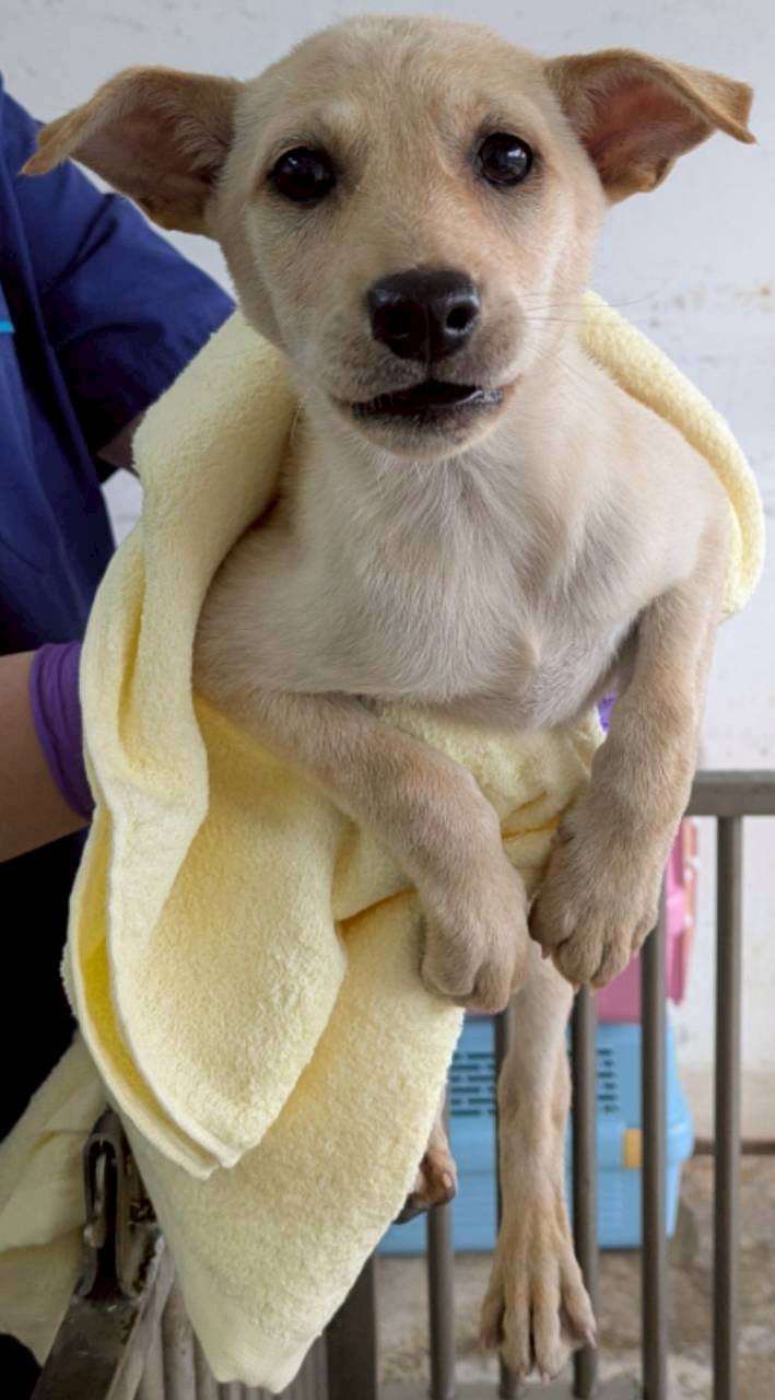 花蓮縣待認養狗 混種犬
