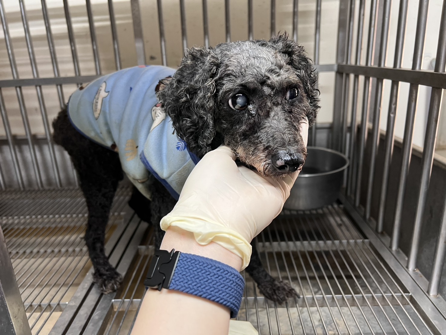 桃園市待認養狗 貴賓犬