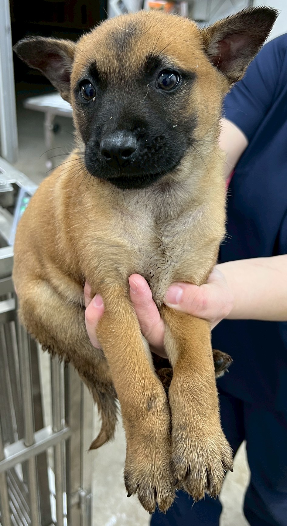 花蓮縣待認養狗 混種犬
