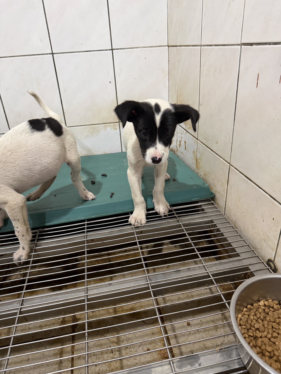 台南市待認養狗 混種犬