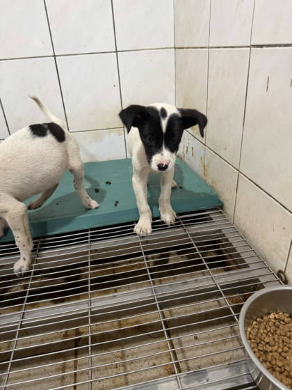 台南市待認養狗｜混種犬｜黑白色｜母