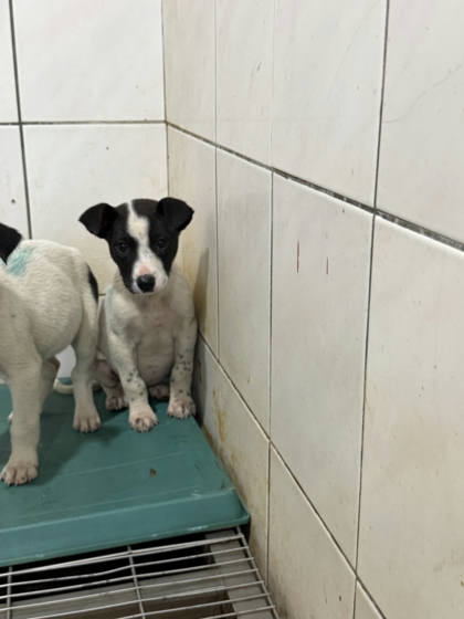 台南市待認養狗｜混種犬｜黑白色｜公