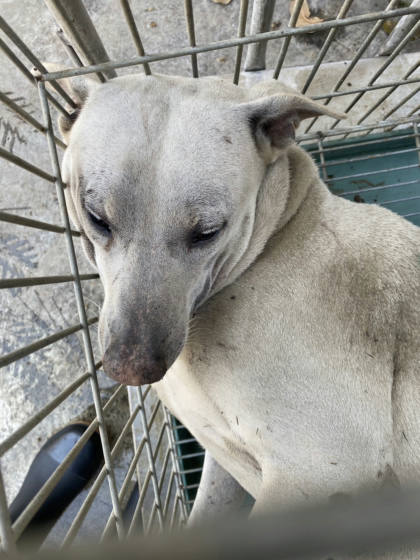 台南市待認養狗｜混種犬｜白色｜公