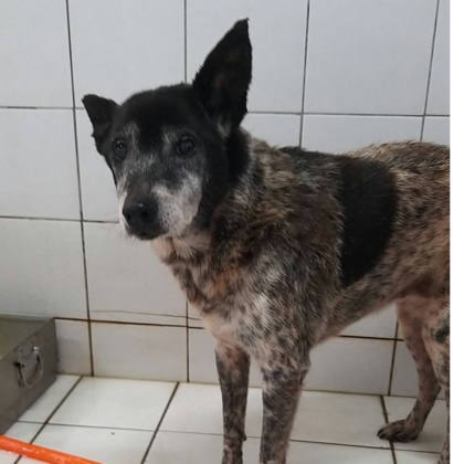 新北市待認養狗｜混種犬｜黑白色｜母
