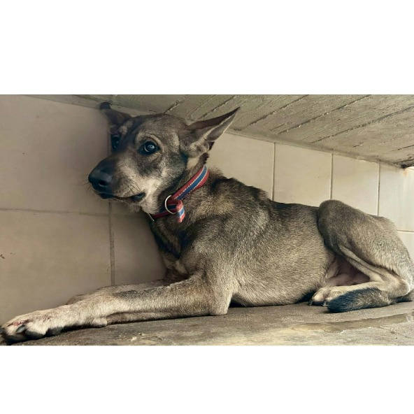 花蓮縣待認養狗 混種犬