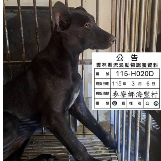 雲林縣待認養狗 混種犬