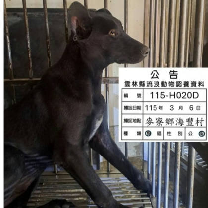 雲林縣待認養狗｜混種犬｜黑色｜母
