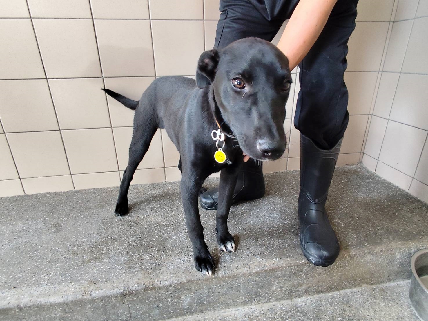 高雄市待認養狗 混種犬