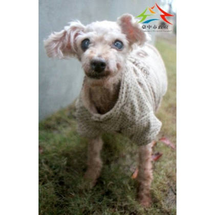 台中市待認養狗｜混種犬｜棕色｜母