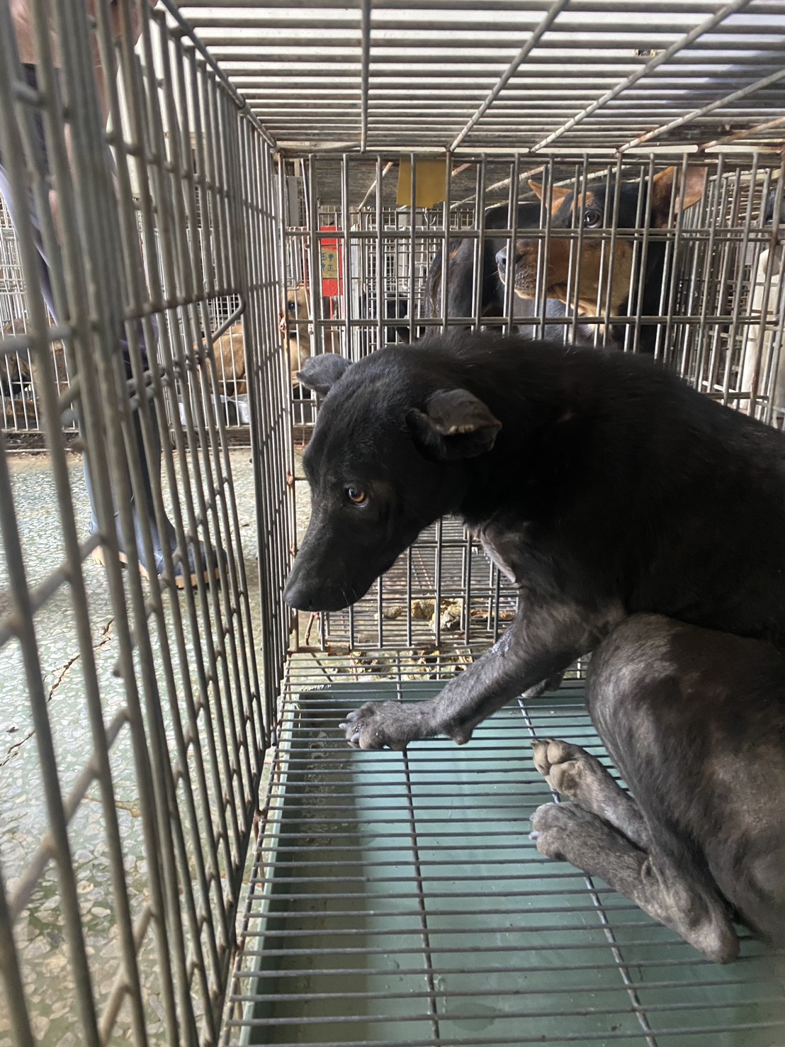 台南市待認養狗 混種犬