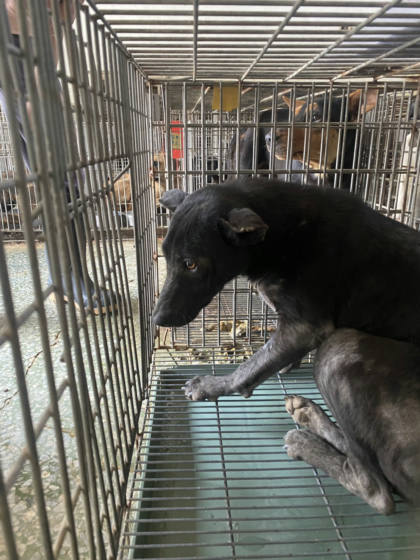 台南市待認養狗｜混種犬｜黑色｜母