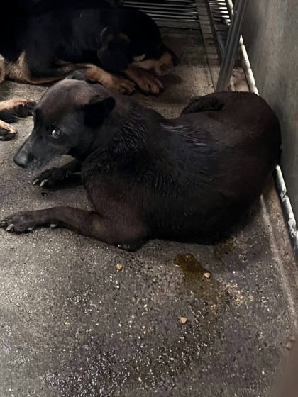 彰化縣待認養狗｜混種犬｜黑色｜母