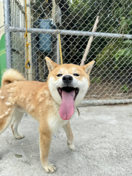 新北市待認養狗｜柴犬｜黃色｜公