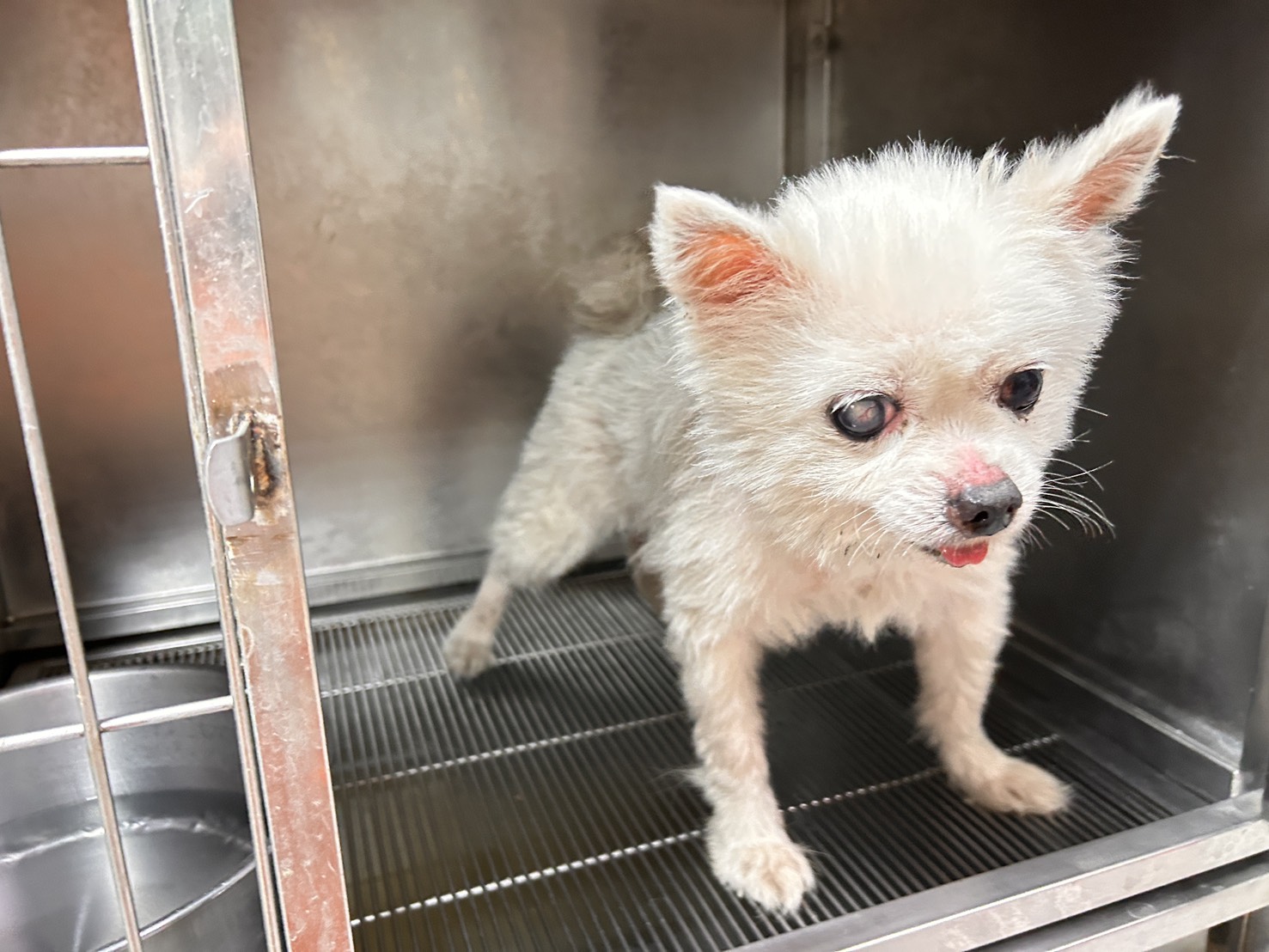 高雄市待認養狗 博美犬