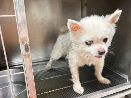 高雄市待認養狗｜博美犬｜白色｜公