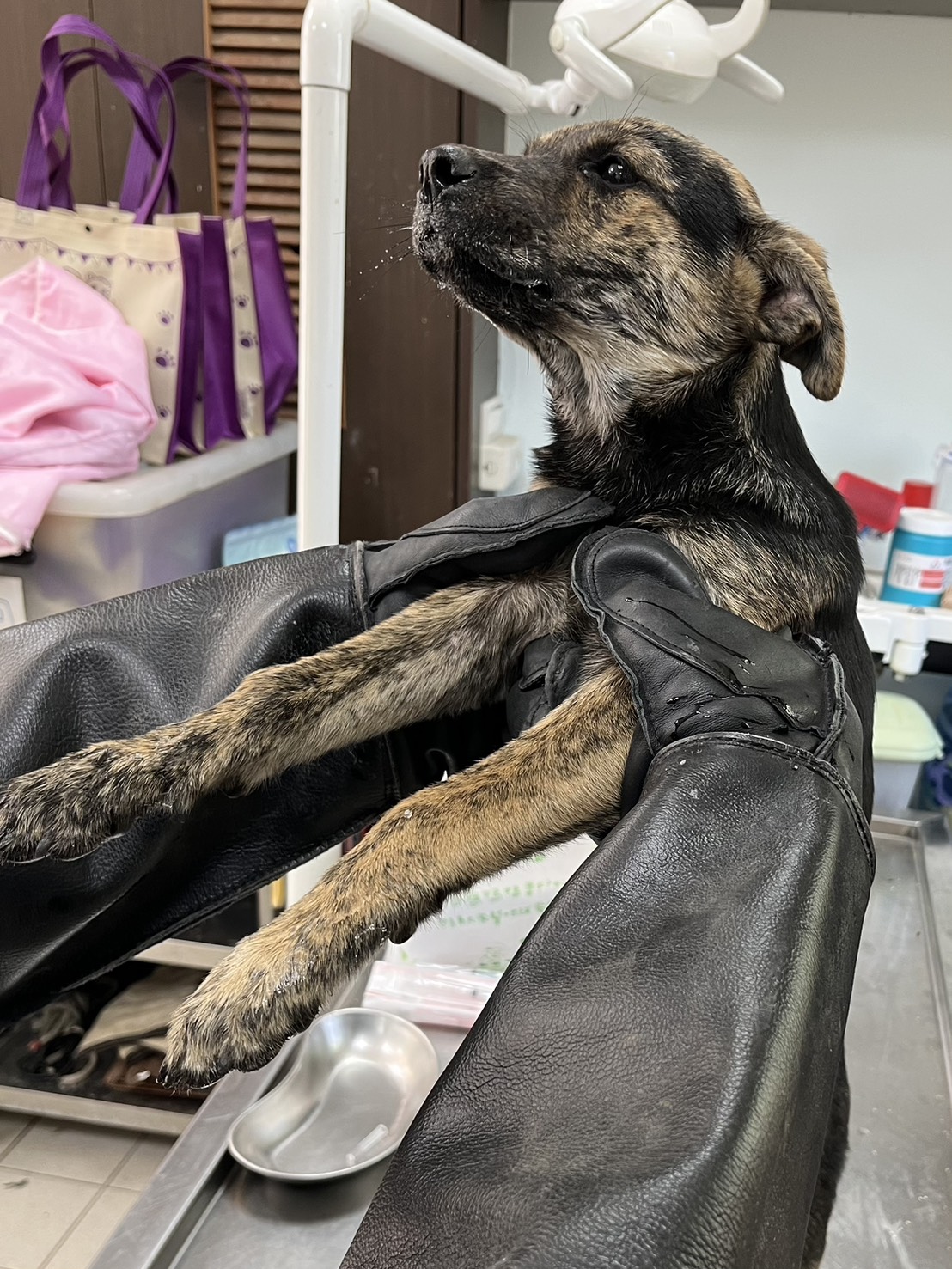 彰化縣待認養狗 混種犬