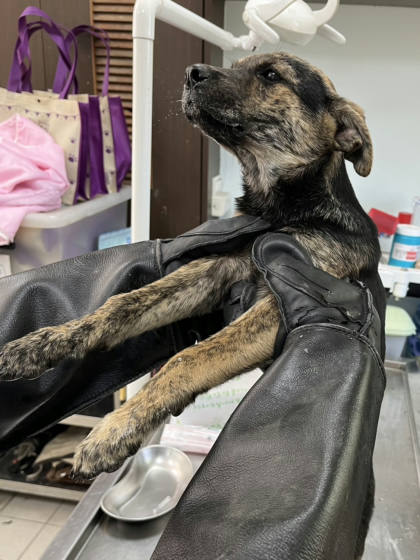 彰化縣待認養狗｜混種犬｜黑黃色｜母